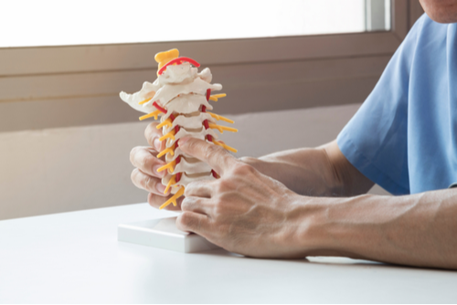 An orthopedic spine specialist points out the cervical portion of the spine on an artificial cervical spine model.