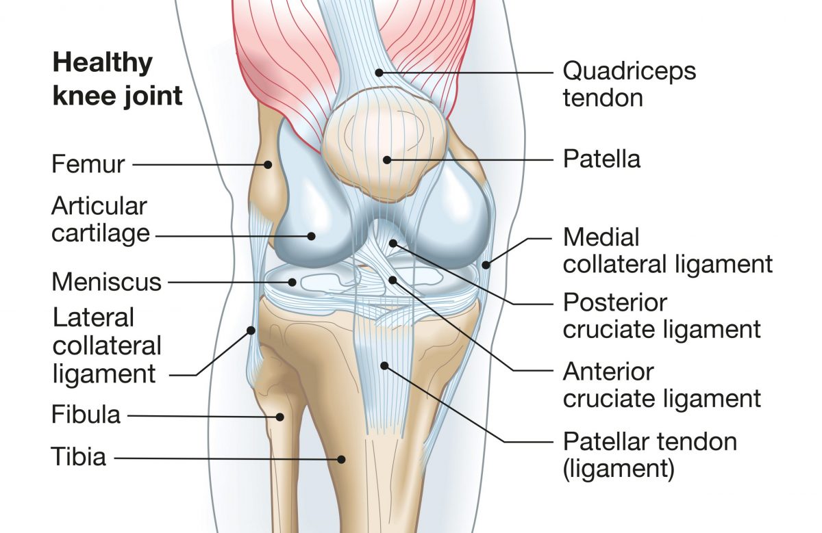 A diagram of a healthy knee joint indicating the bones, cartilage, and ligaments. 