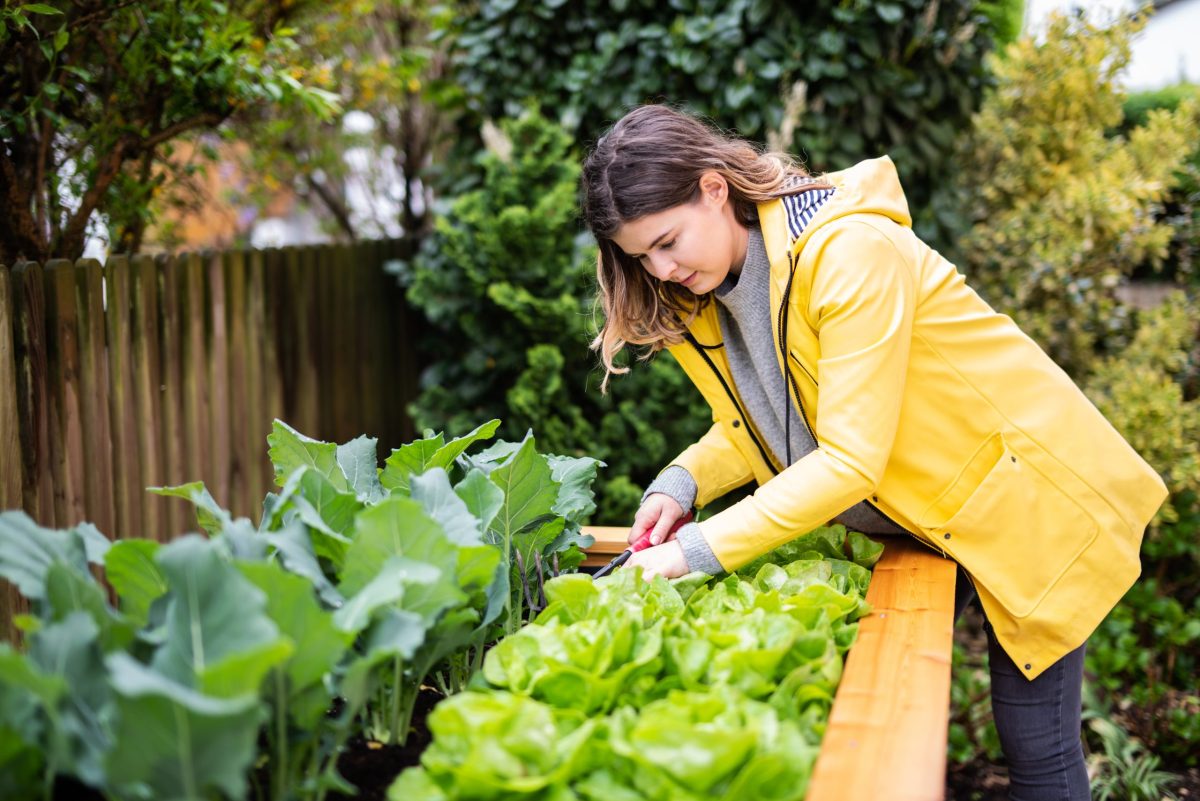 Young woman prunes plants in a raised garden bed. 