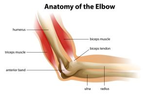 Illustrated image of the elbow anatomy showing the muscles in the elbow and elbow tendons.