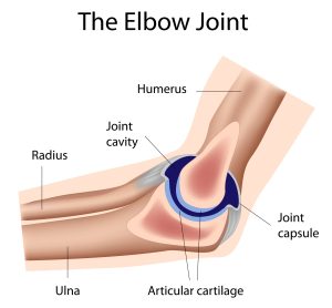 Graphic illustration of the anatomy of an elbow including the elbow joint and bones in the elbow