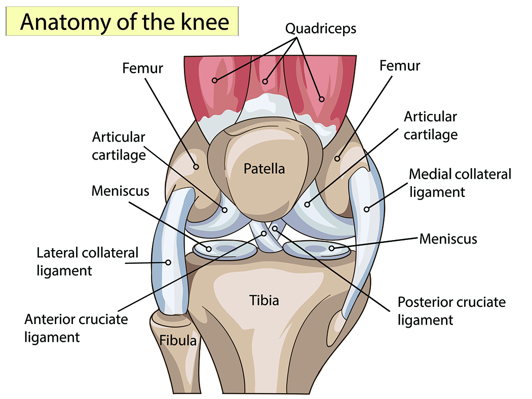 A graphic of the anatomy of the knee. 