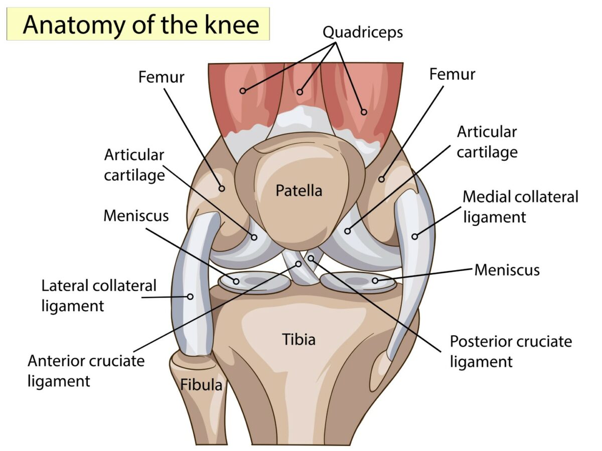 Illustration of the anatomy of the human knee with parts labeled.