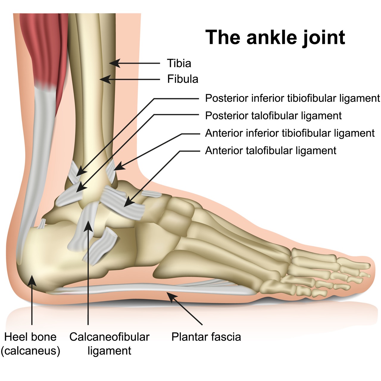 An image of the ankle anatomy displaying the ankle ligaments.